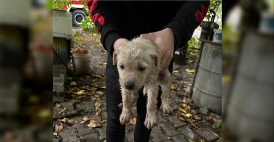 Dereye Düşen Yavru Köpeği Büyükşehir İtfaiyesi Kurtardı
