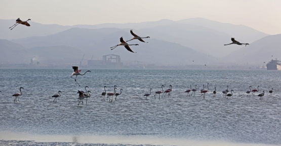 İzmit Körfezi’nde 351 Flamingo Kanat Çırpıyor