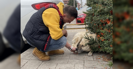 Köpek, Esnafa Vefa Borcunu Böyle Ödedi