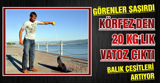  Yarımca’da Vatoz balığı